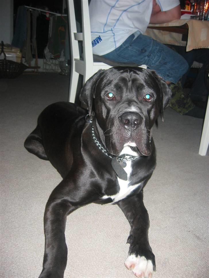 Blanding af racer buller billede 1