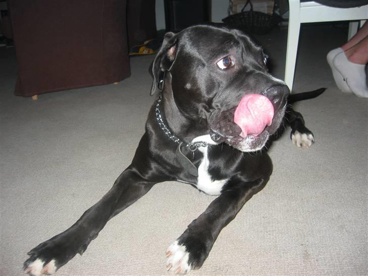 Blanding af racer buller billede 2