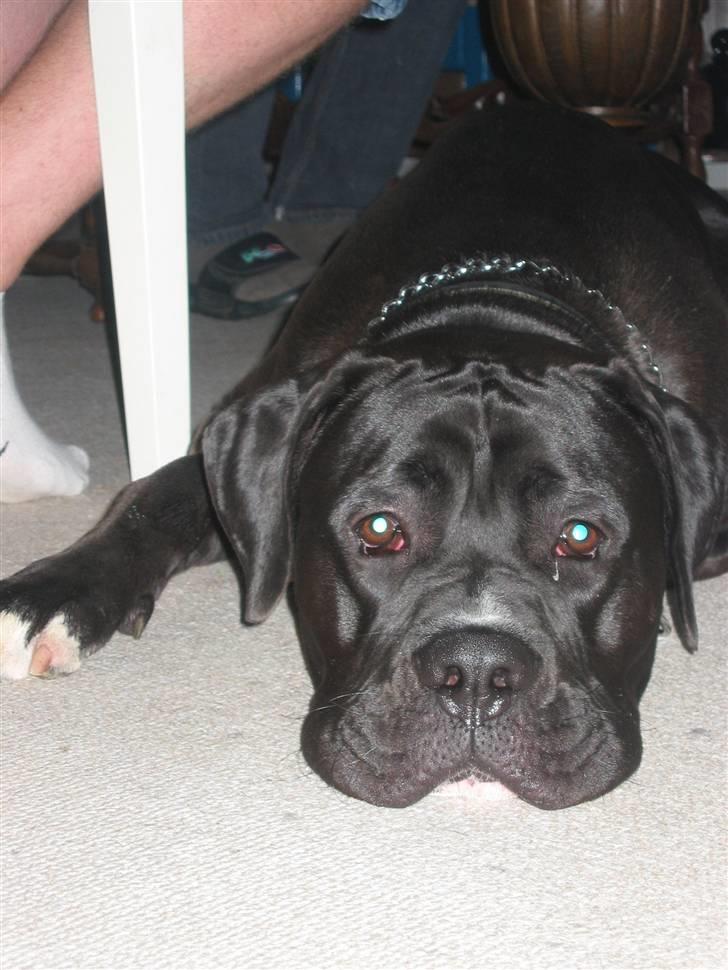 Blanding af racer buller billede 3