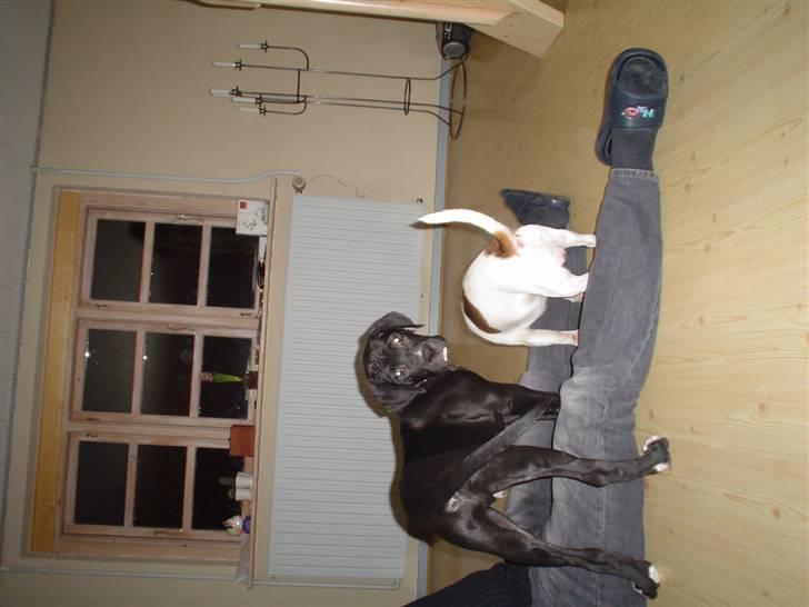 Blanding af racer buller billede 4