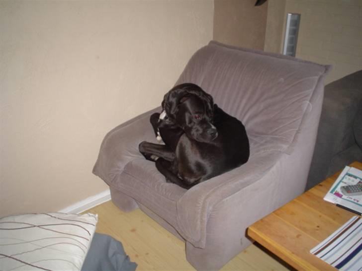 Blanding af racer buller billede 5