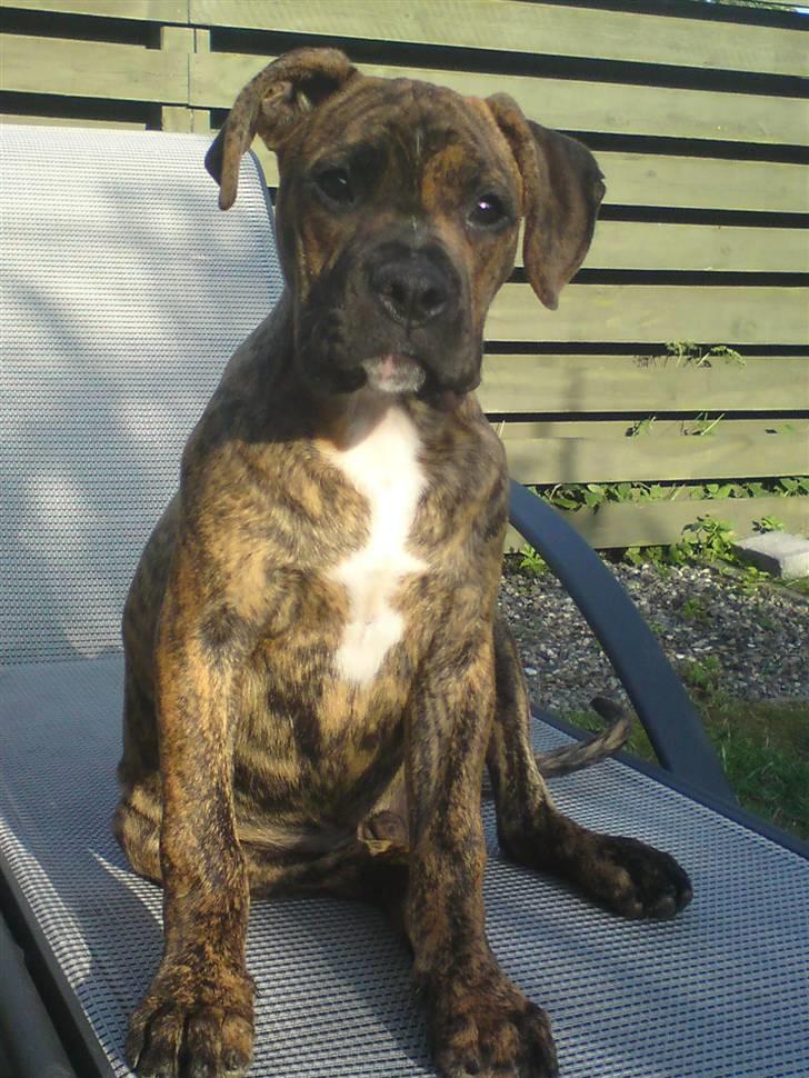 Blanding af racer R.I.P. Boddy billede 16