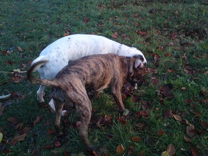 Blanding af racer R.I.P. Boddy billede 17