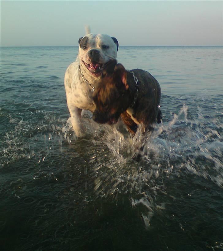 Blanding af racer R.I.P. Boddy - juli 2010 billede 18