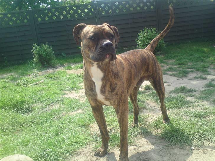 Blanding af racer R.I.P. Boddy billede 19