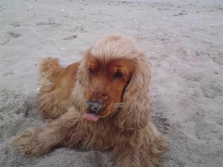 Cocker spaniel Zuma *Bamse* .<33' - Sandhunden Zuma<3 billede 11