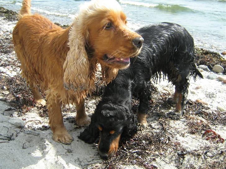 Cocker spaniel Zuma *Bamse* .<33' - Lige efter en tur i vandet :P billede 12