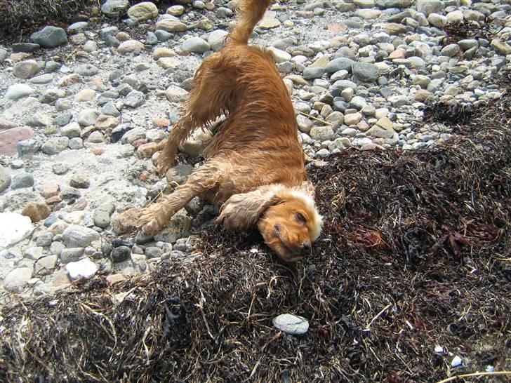 Cocker spaniel Zuma *Bamse* .<33' - haha skøre hund xD billede 13