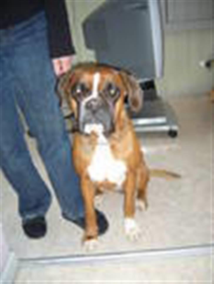 Sankt bernhardshund orlando billede 6