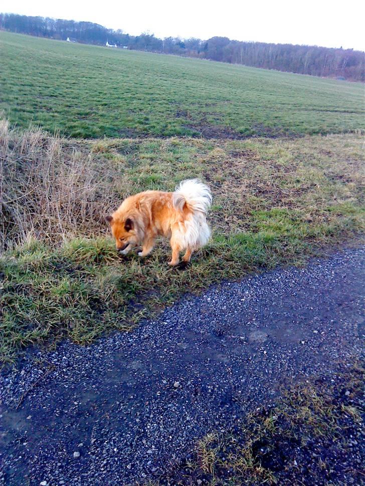 Islandsk fårehund Binnie - Binnie der snuser <3  billede 14