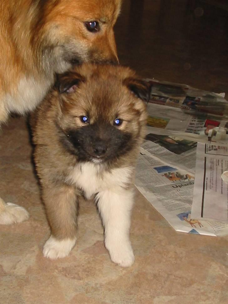 Islandsk fårehund Binnie - Binnie med hendes hvalp :D billede 15
