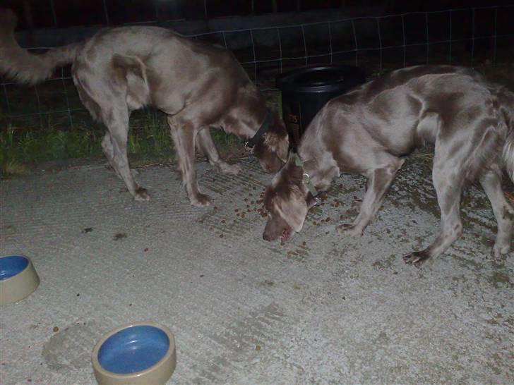 Langhåret Weimaraner Balder - Hundebuffet´en er åben.. hehe..  billede 6