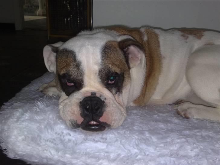 Engelsk bulldog Bøffe billede 1