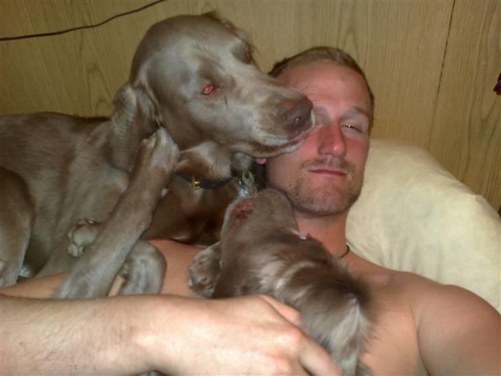 Langhåret Weimaraner Balder - Hundene putter med far.. Hygge hygge.. billede 7