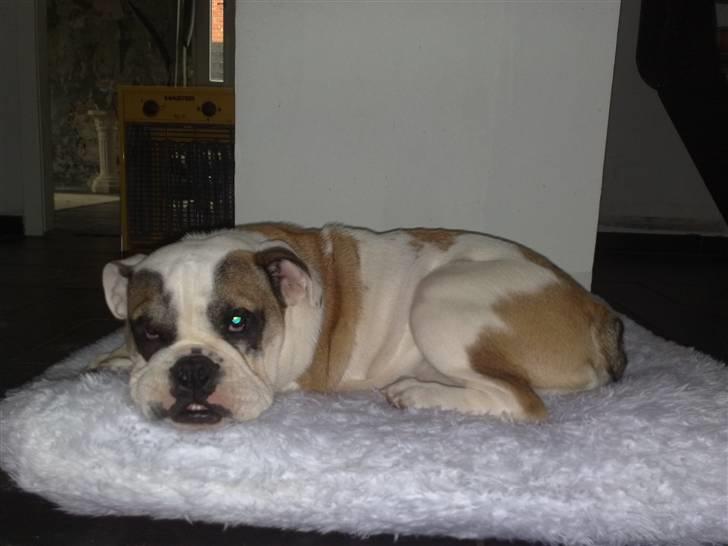 Engelsk bulldog Bøffe billede 2