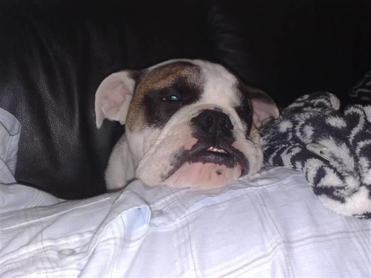 Engelsk bulldog Bøffe billede 3