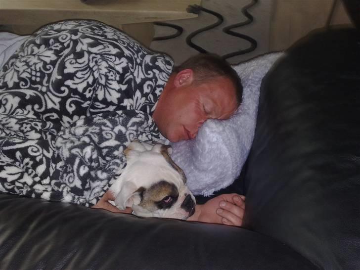 Engelsk bulldog Bøffe billede 4