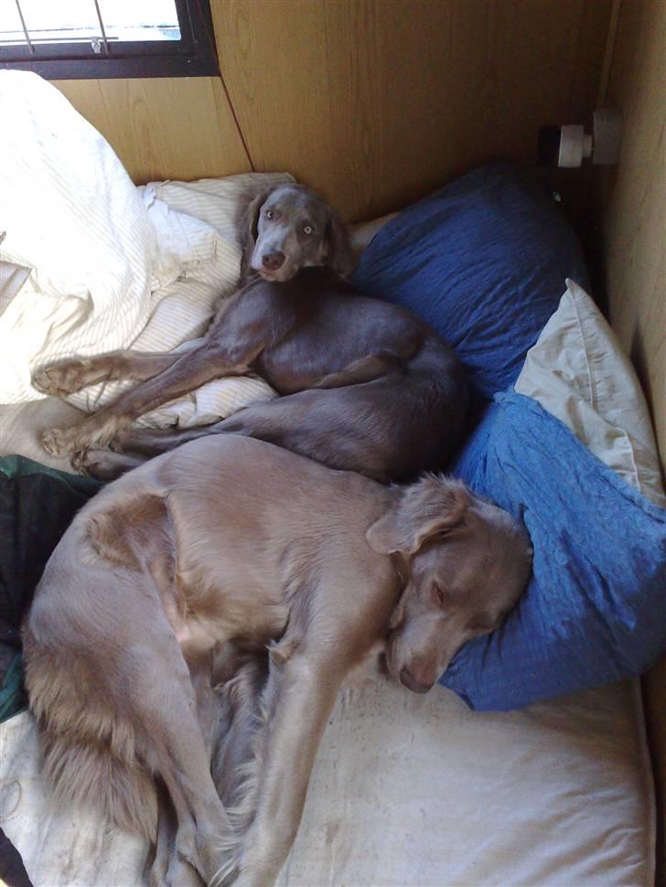 Langhåret Weimaraner Nanna - Jamen er det ikk vores seng???.. billede 7