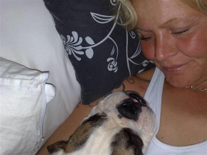 Engelsk bulldog Bøffe billede 5