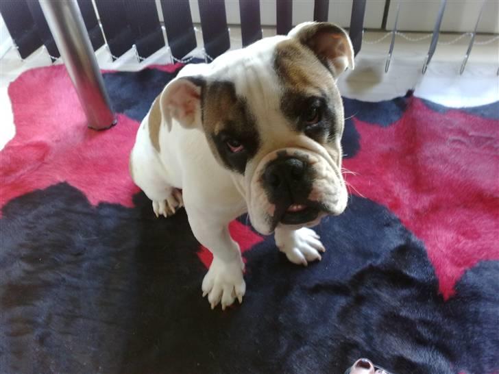Engelsk bulldog Bøffe billede 6