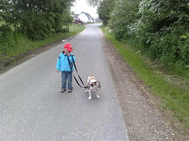 Engelsk bulldog Bøffe billede 7