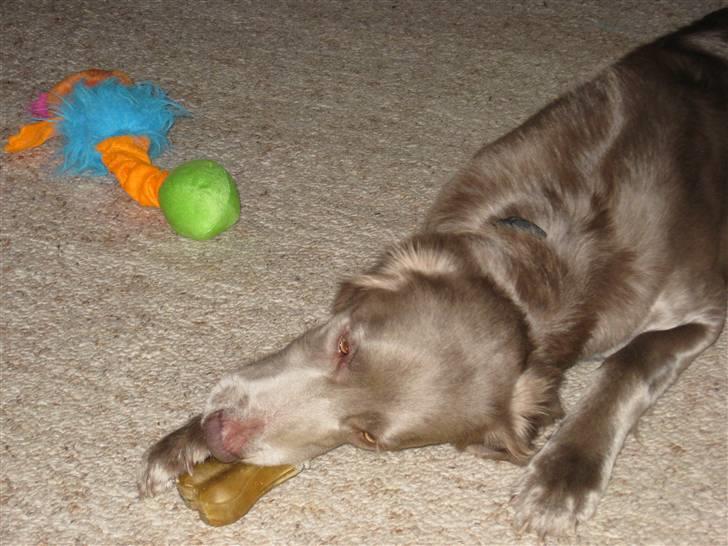 Langhåret Weimaraner Nanna - Se lige mine julegaver.. Et pivdyr (som er afgået ved døden for længe siden.. hehe..) og et dejligt kødben der heller ikke holdt i ret lang tid.. Uhmm..  billede 8