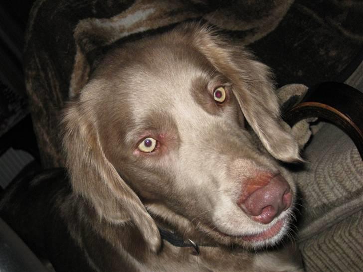 Langhåret Weimaraner Nanna - Charmetrold.. :) billede 9