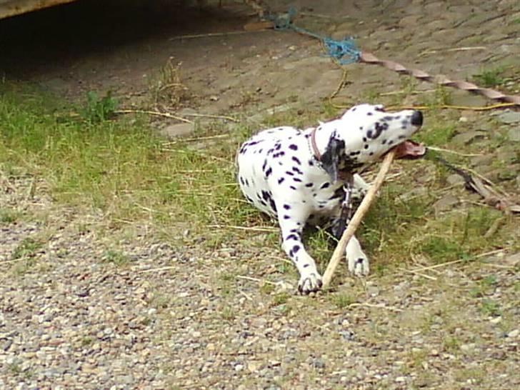 Dalmatiner Coco - Coco gnaver og spiser af sin pind? :)  billede 7