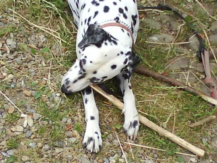 Dalmatiner Coco - Han elsker gnave pinde :P billede 8