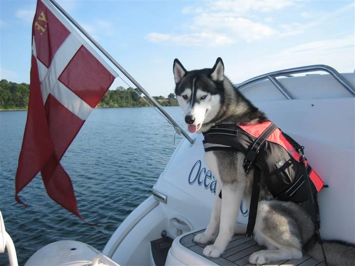 Siberian husky Zico Født i Juelsminde - Zico har fået redningsvest på så han kan gå rundt på båden. billede 13