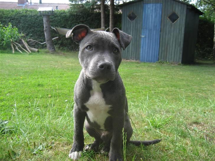 Staffordshire bull terrier Bentley billede 4