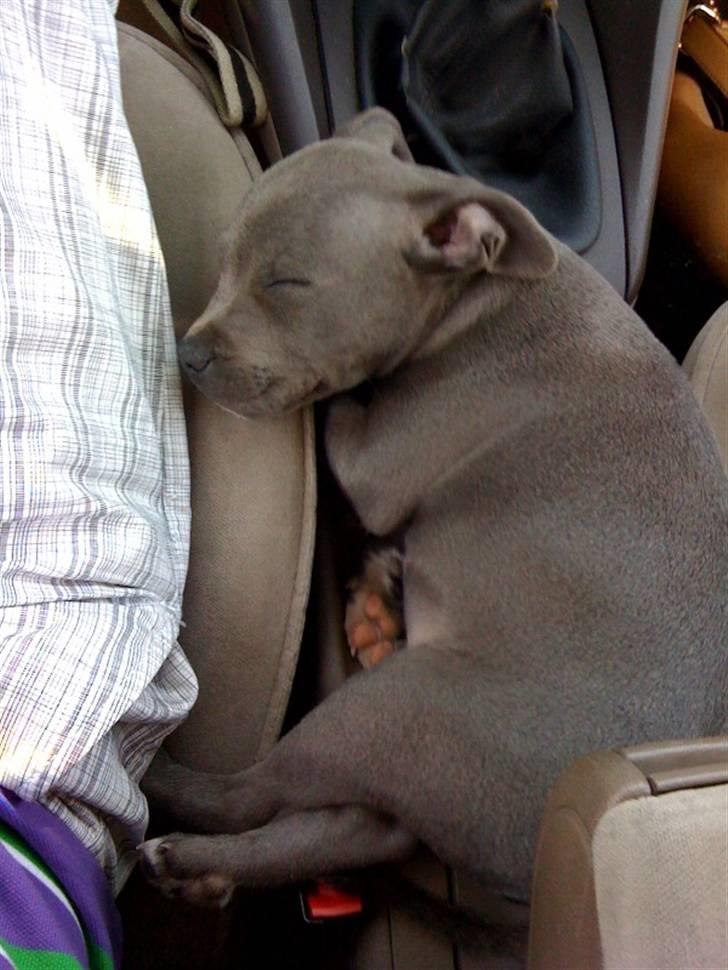 Staffordshire bull terrier Bentley billede 6