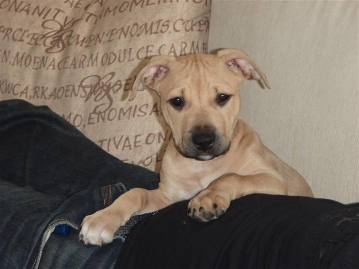 Amerikansk staffordshire terrier gaia - Hygger på sofaen med far :)  billede 1
