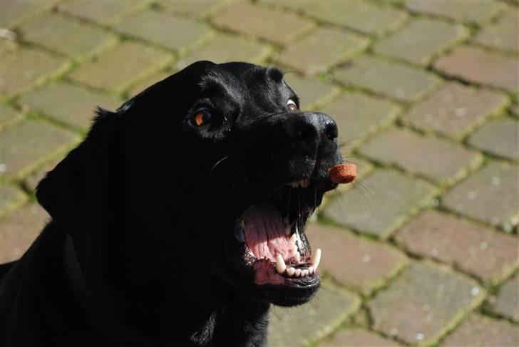 Labrador retriever Rolf - kig billede 18