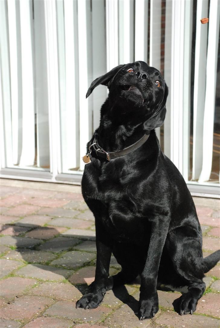 Labrador retriever Rolf - her griber jeg en godbid billede 19