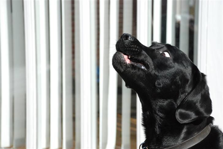 Labrador retriever Rolf - her gribber jeg lige en godbid billede 20