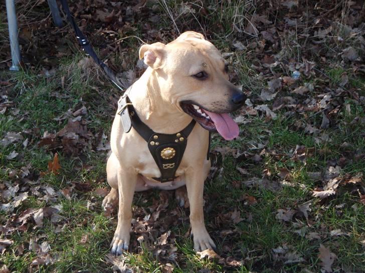 Amerikansk staffordshire terrier gaia - vi tager lige en slapper..... billede 3