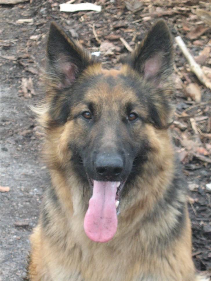 Schæferhund Rico RIP 12år gammel - 1 år 1 mdr. billede 1