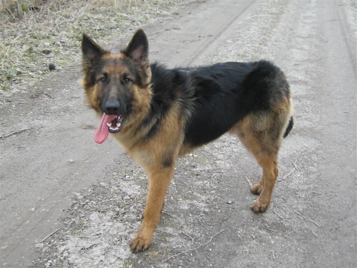 Schæferhund Rico RIP 12år gammel - 1 år 1 mdr billede 2