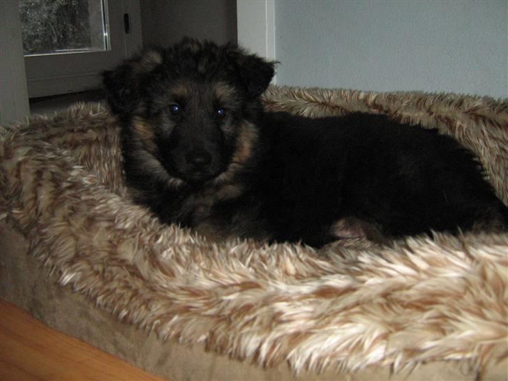 Schæferhund Rico RIP 12år gammel - 8 uger billede 3