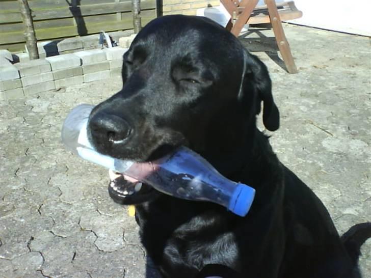 Labrador retriever Blacky [Himmelhund] - Lige hentet en flaske :) billede 1