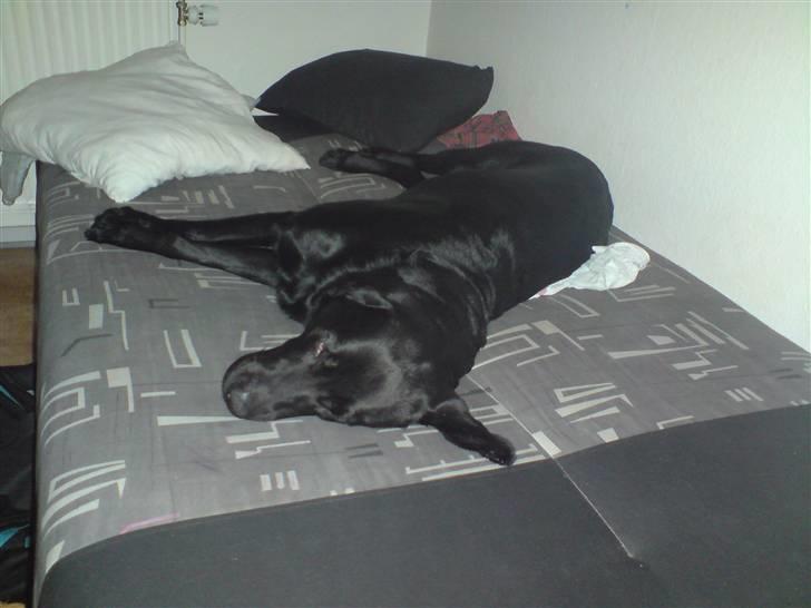 Labrador retriever Blacky [Himmelhund] - Han er træt ´  billede 2