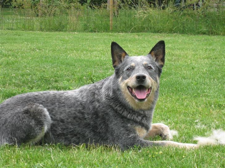 Australsk cattledog Bluie..Mín Farmor´s hund! billede 1