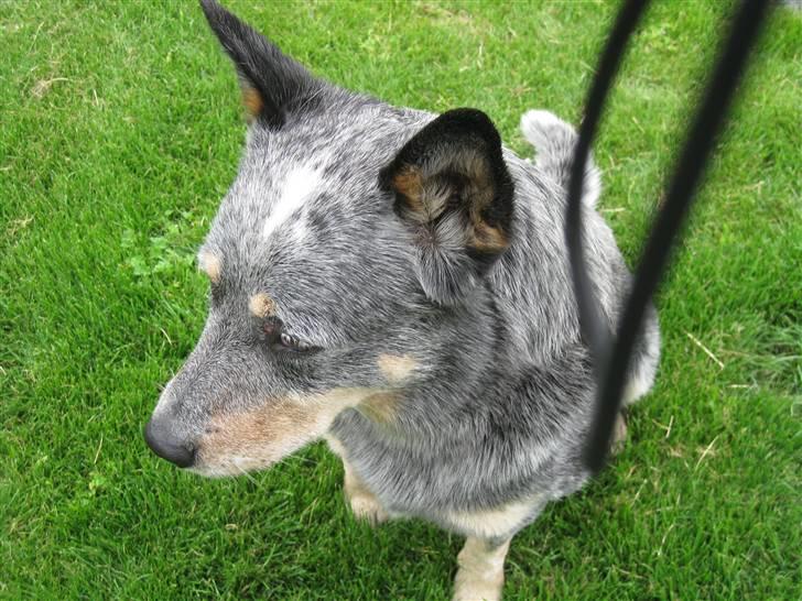 Australsk cattledog Bluie..Mín Farmor´s hund! billede 2