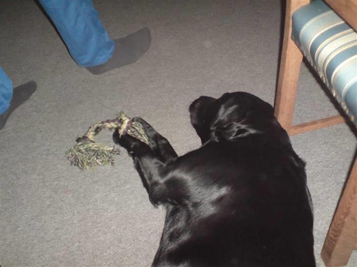 Labrador retriever Blacky [Himmelhund] billede 3