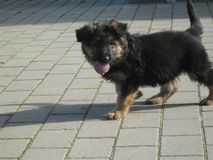 Schæferhund Rico RIP 12år gammel - 8 uger billede 5