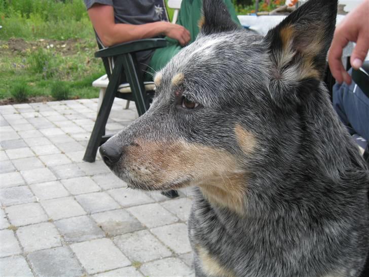 Australsk cattledog Bluie..Mín Farmor´s hund! billede 3