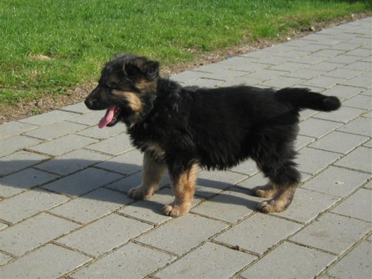 Schæferhund Rico RIP 12år gammel - 8 uger billede 6