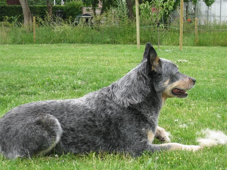 Australsk cattledog Bluie..Mín Farmor´s hund! billede 4