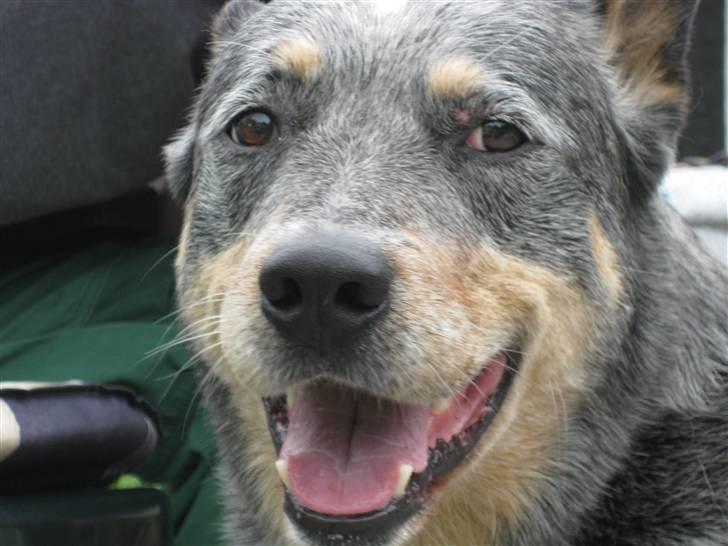 Australsk cattledog Bluie..Mín Farmor´s hund! billede 6